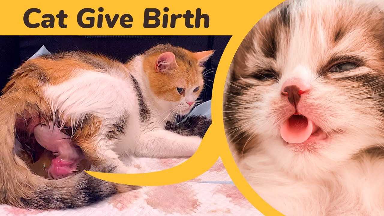 Finding Homes for the Kittens