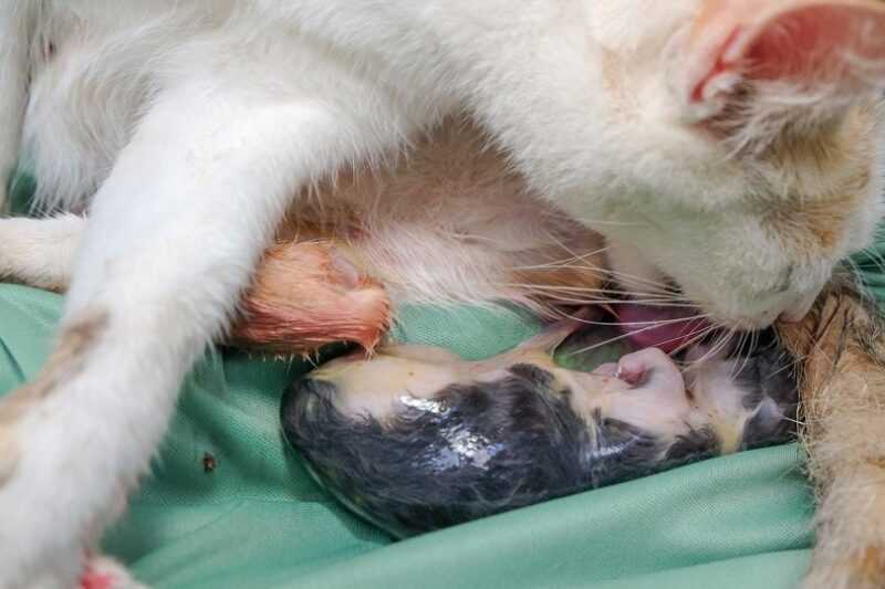 Prepare for Finding Homes for the Kittens