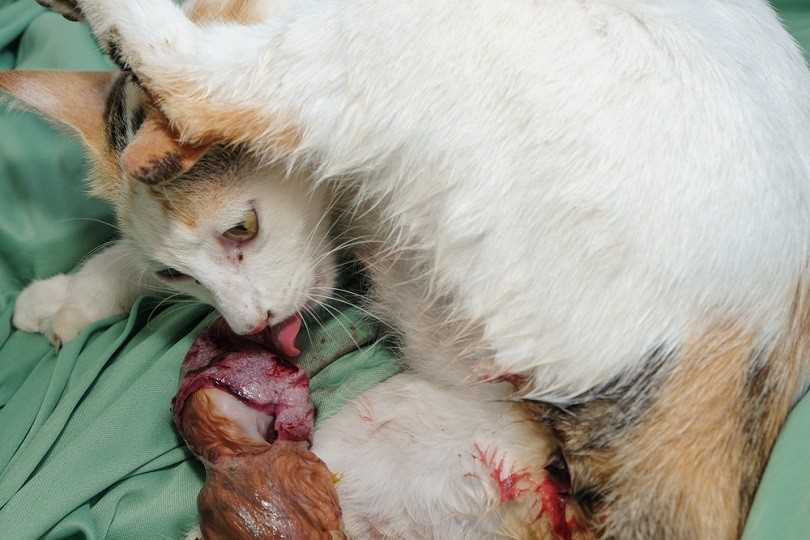 Ensure the mother feline has a quiet and safe space