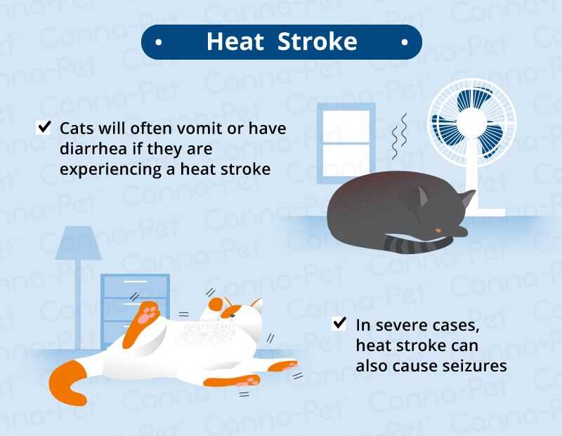 Hydration Strategies for Cats with Upset Stomach