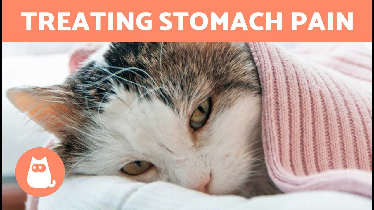 Home Remedies for Feline Nausea