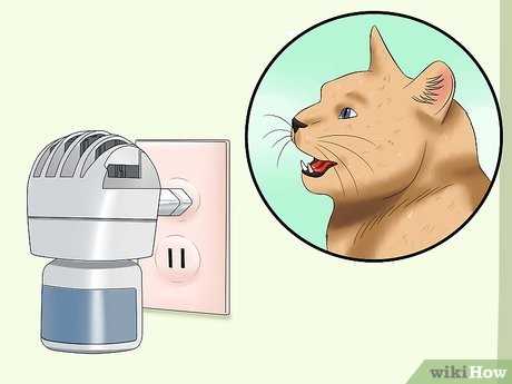 Recommendations for Comfort During Estrus