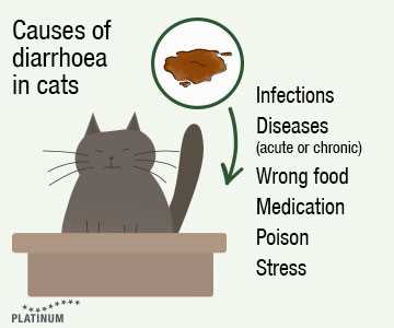 When to Consult a Veterinarian for Your Feline Friend