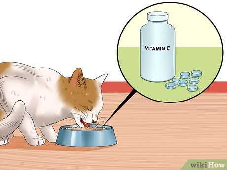 Identifying Nutritional Deficiencies in Your Feline Friend