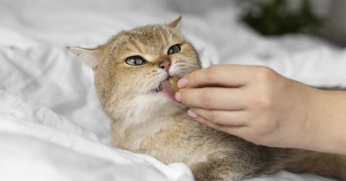 Monitoring Behavior