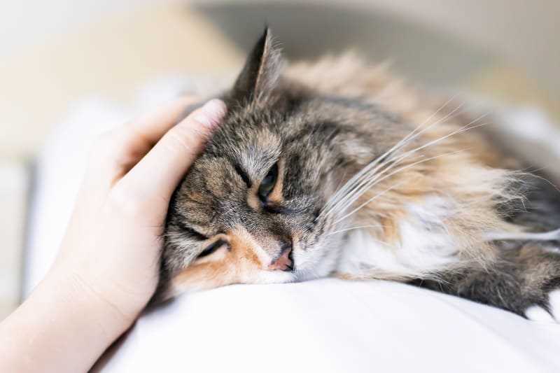 Safe Medications for Treating Feline Colds