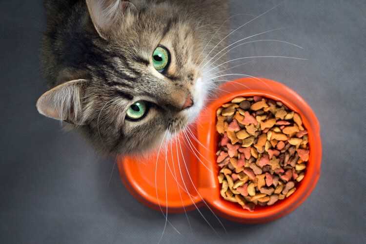 Safe Shelter Options for Feline Friends