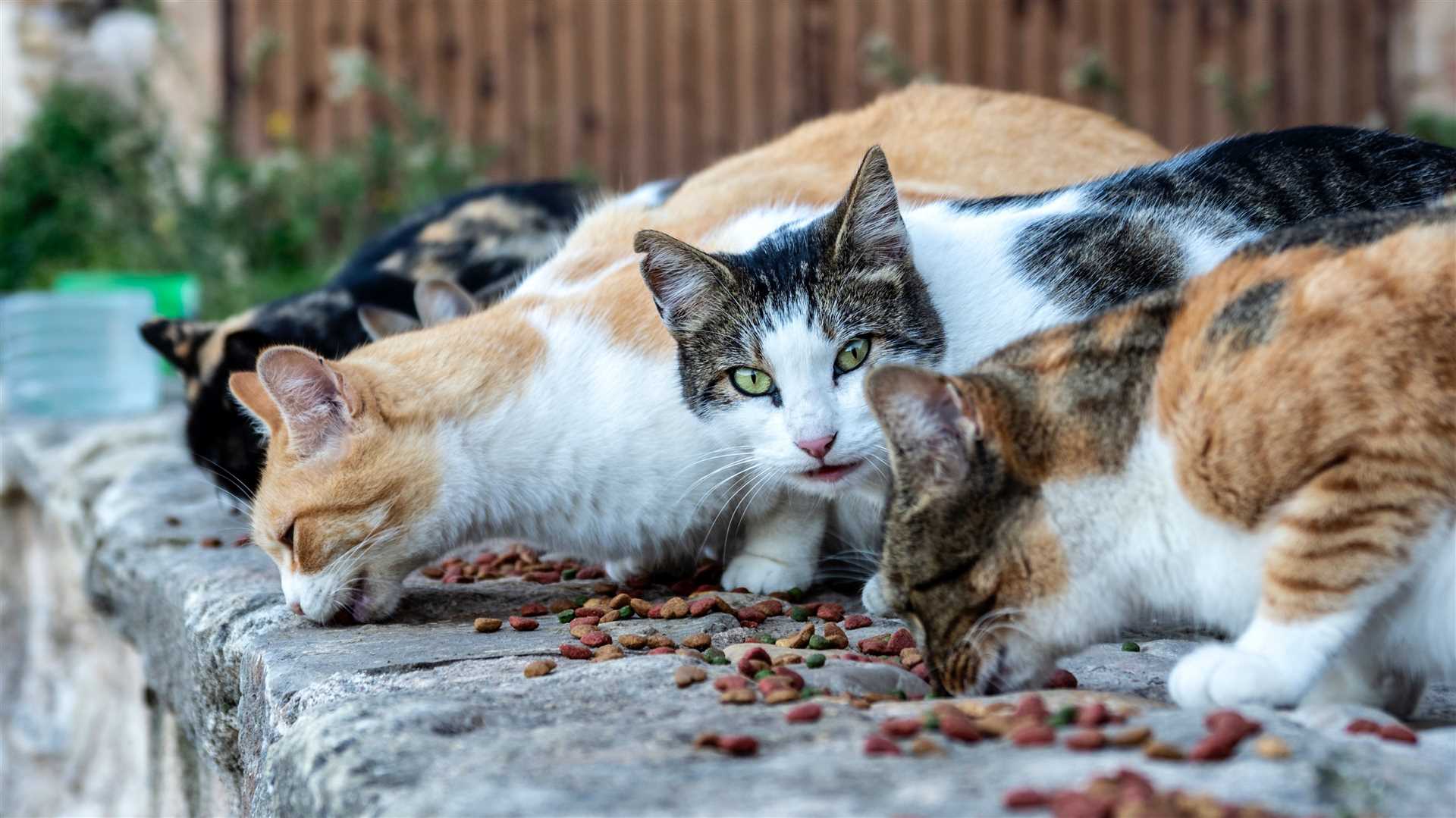 Dry Food Considerations