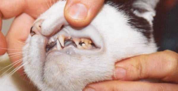 Regular Vet Check-ups