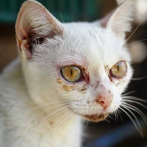 Appropriate Over-the-Counter Medications for Cats