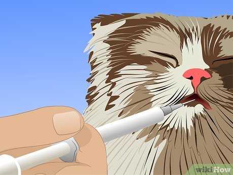 Home Remedies to Support UTI Recovery in Cats