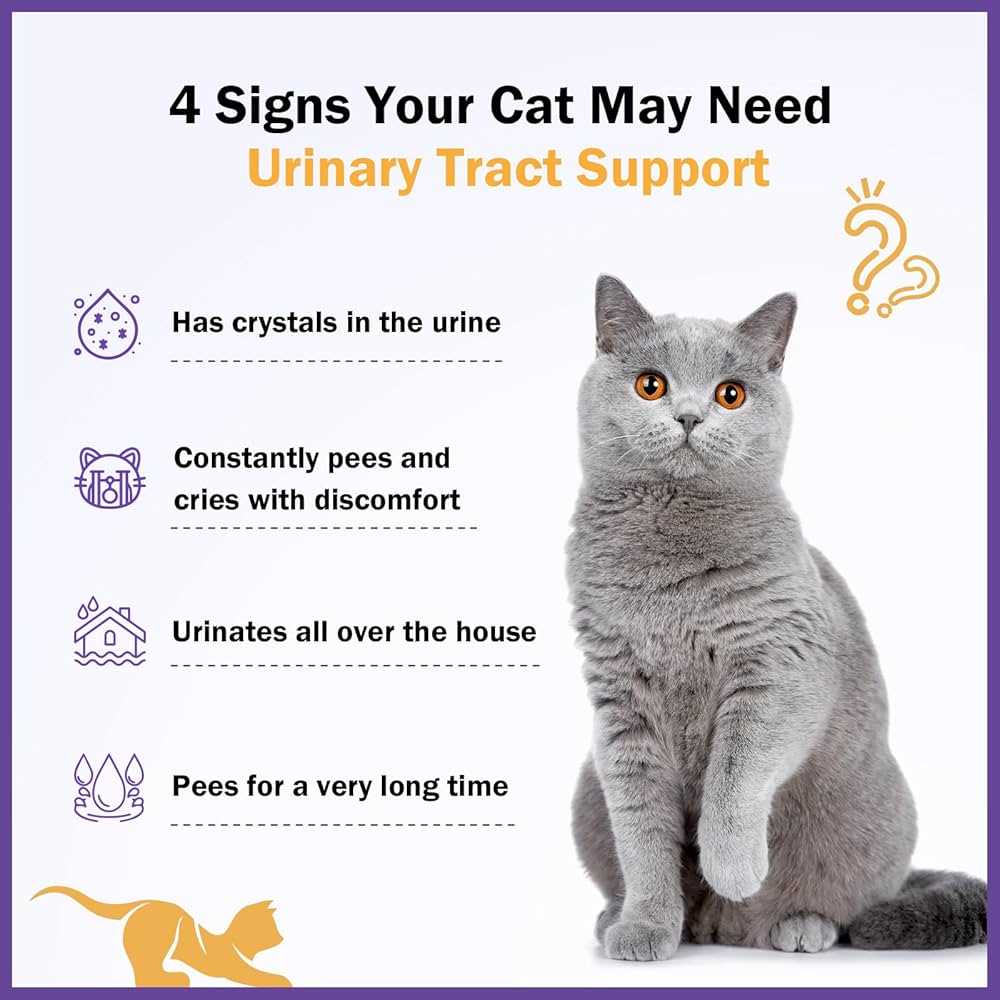 Hydration Strategies for Cats with UTI