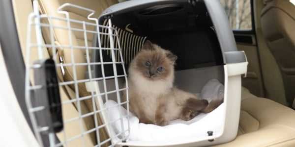 Comfort Items to Bring for Your Cat
