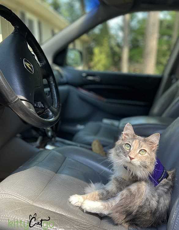 Preparing Your Cat for the Journey