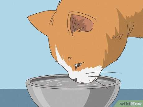 Monitoring Your Cat's Recovery from Diarrhea