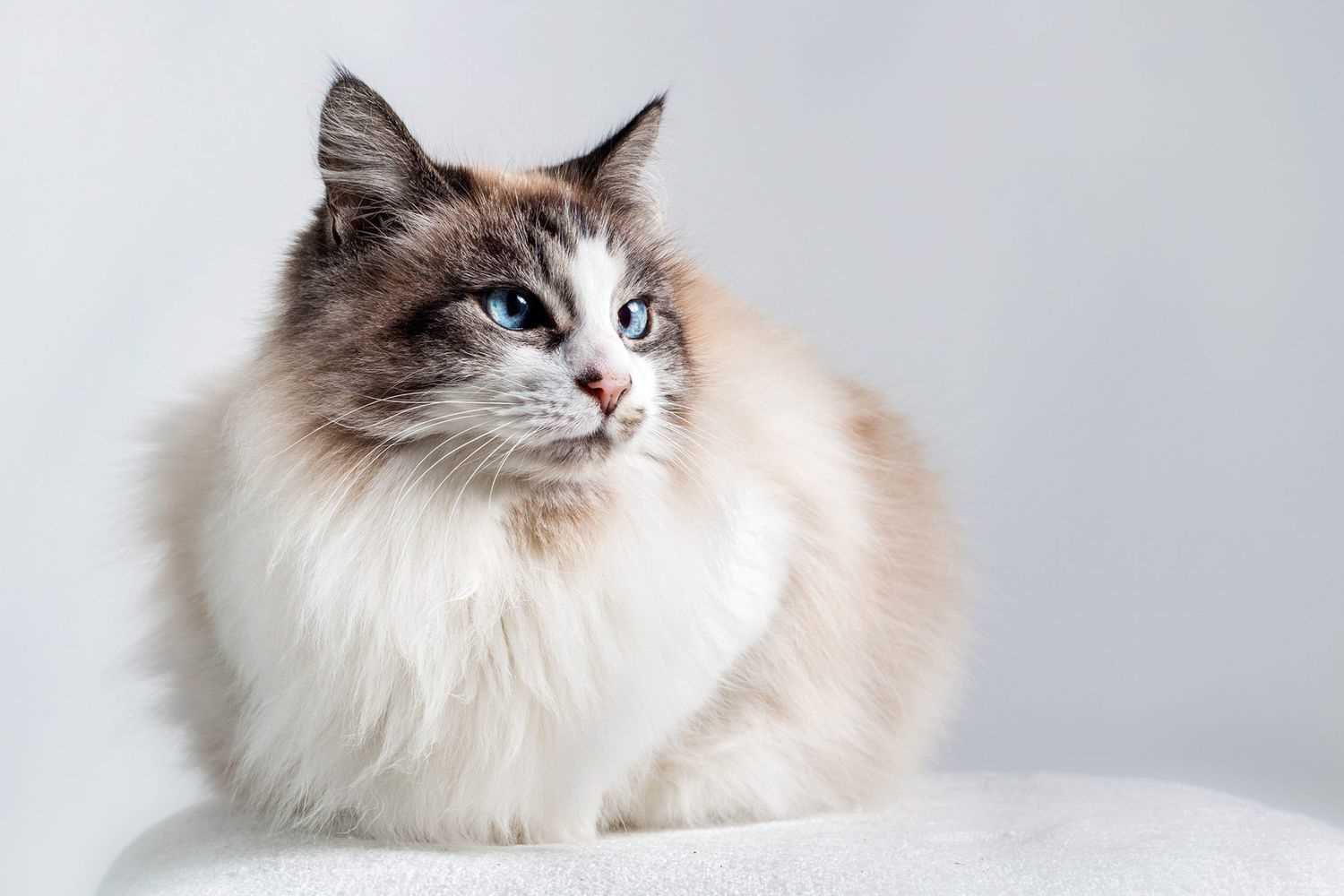 Grooming Techniques