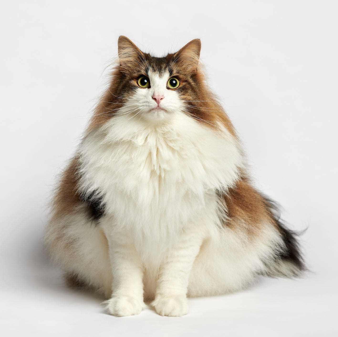 Himalayan Cats: Unique Traits of Their Long Fur