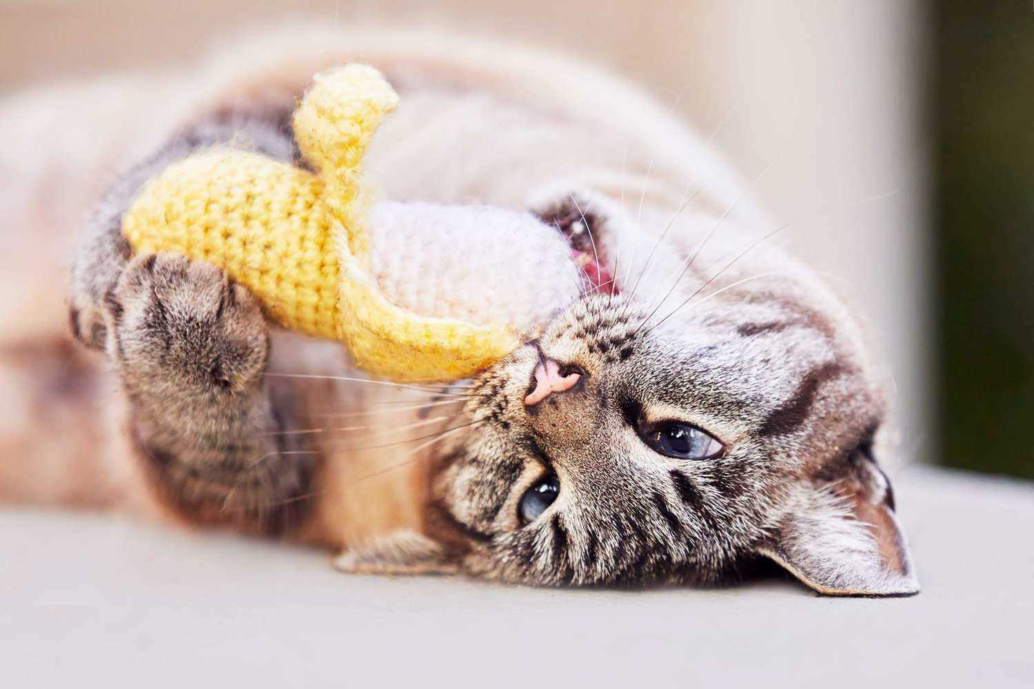 Understanding Your Feline's Sensitivity to Catnip