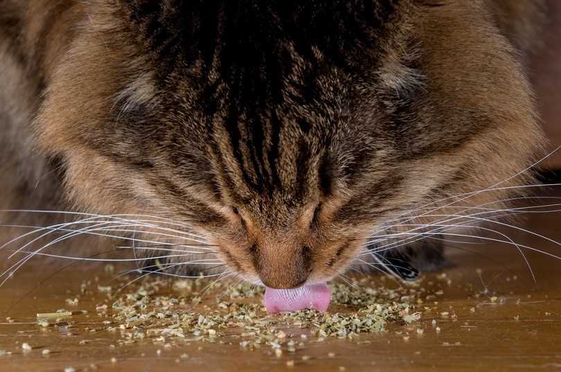 Seasonal Considerations for Catnip Use
