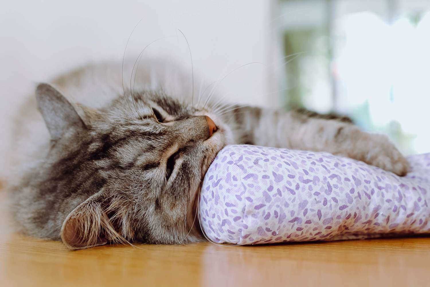Optimal Age for Introducing Feline Herb to Kittens
