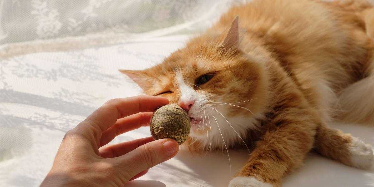 Best Times of Day to Offer Catnip