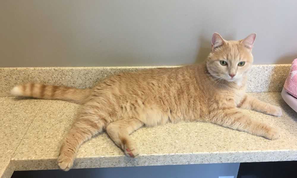 Identifying Pain Symptoms in Cats