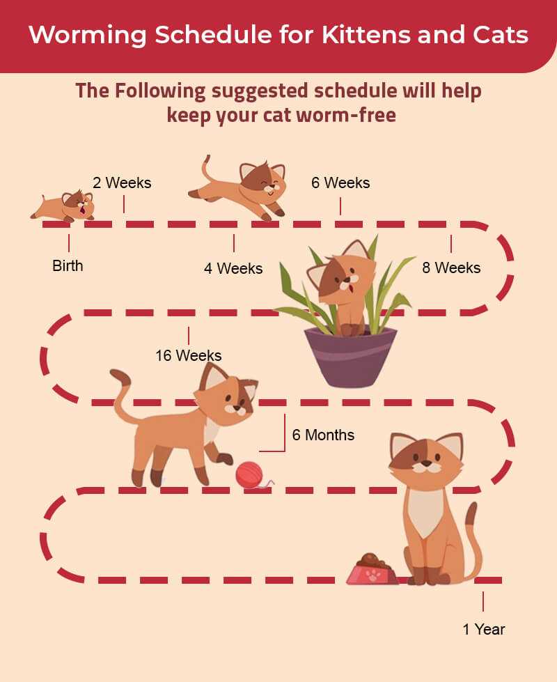 Recommended Timeframe Between Doses for Different Dewormers