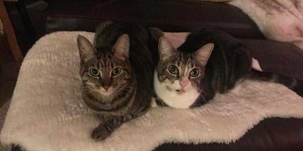 Identifying Triggers for Aggression Between Cats