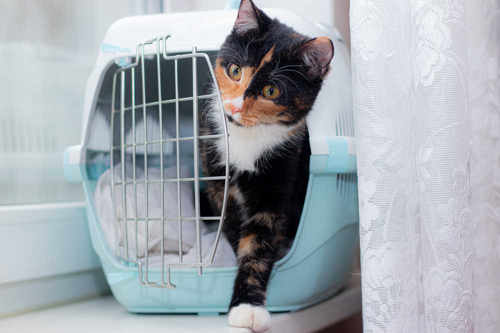 Understanding Territorial Behavior in Cats