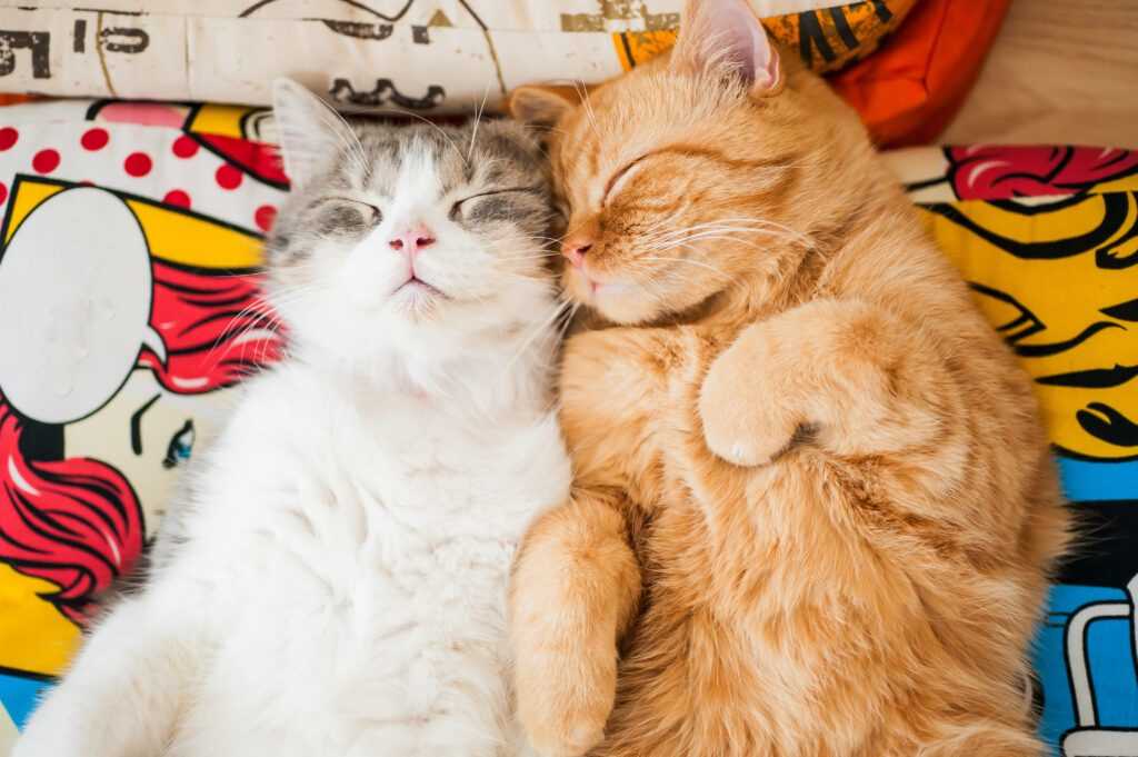 Assessing the Impact on Your Existing Pet's Well-Being