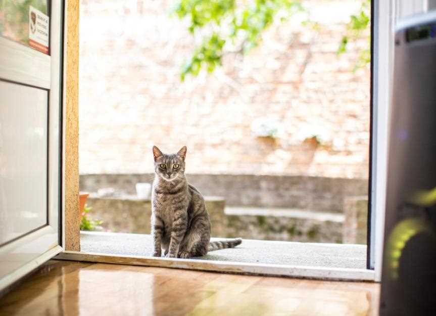 Online Platforms for Finding New Homes for Felines