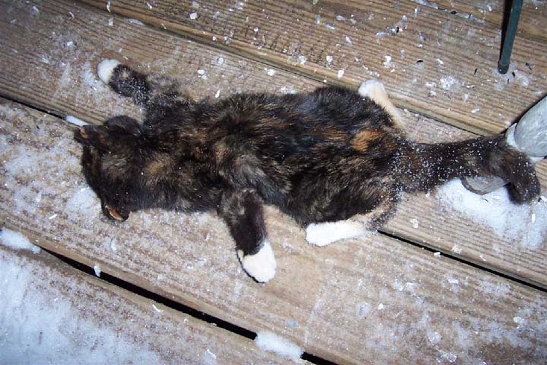 Finding a New Home for a Feline Friend