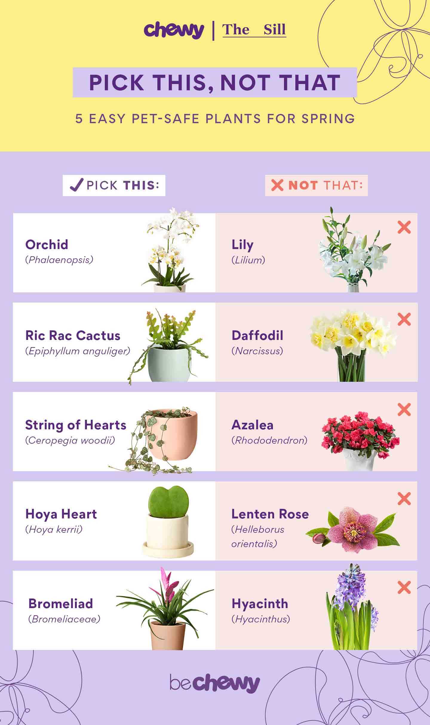 How to Care for Non-Toxic Flowers Around Cats