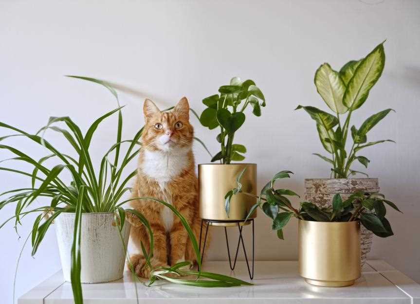 Safe Botanical Choices for Feline Friends