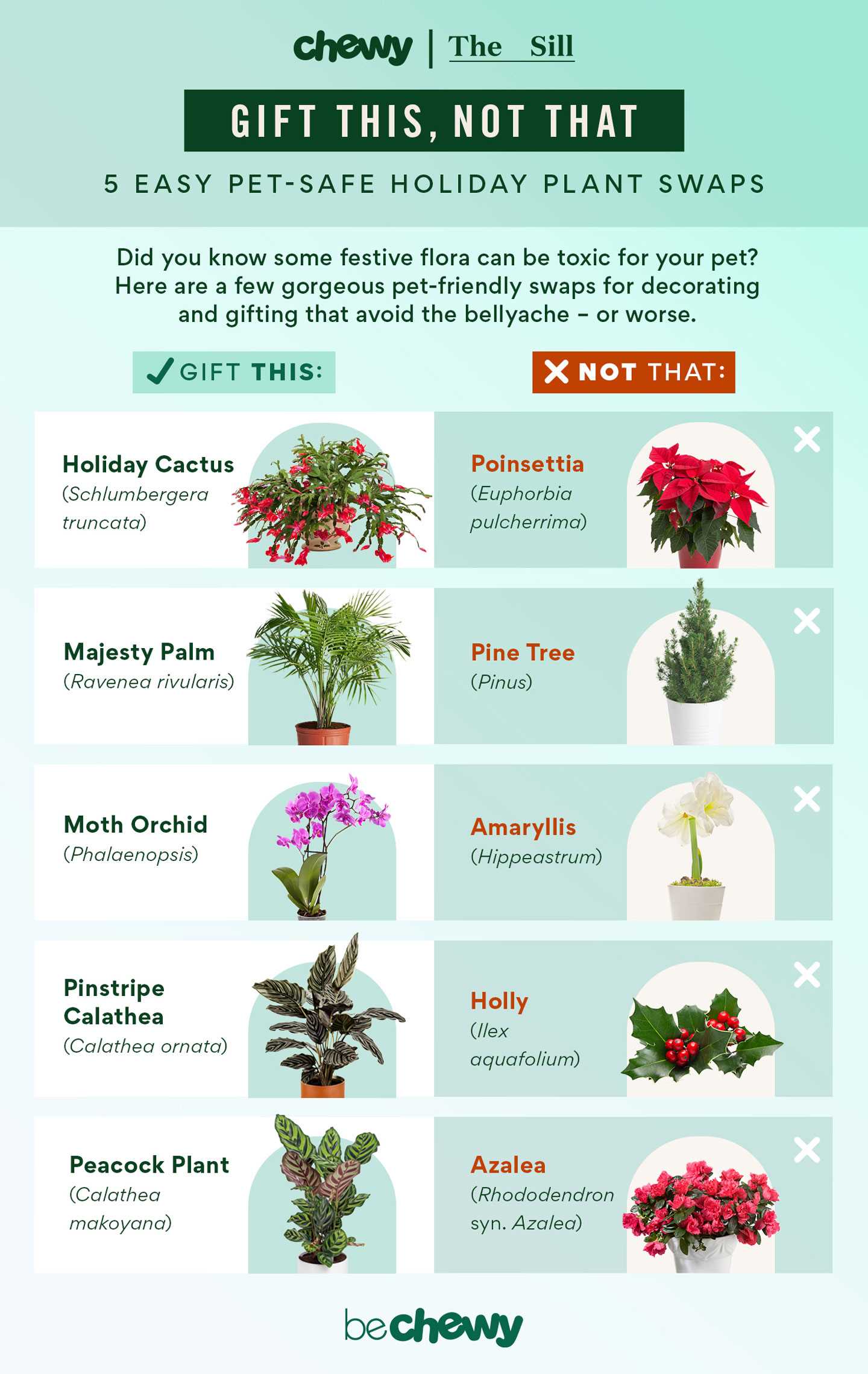 Identifying Non-Toxic Flowers for Your Home