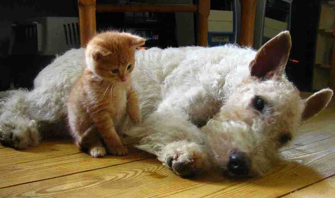 Health Care Practices for Longer Life in Pets