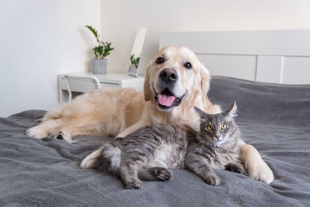Factors Influencing Lifespan in Canines