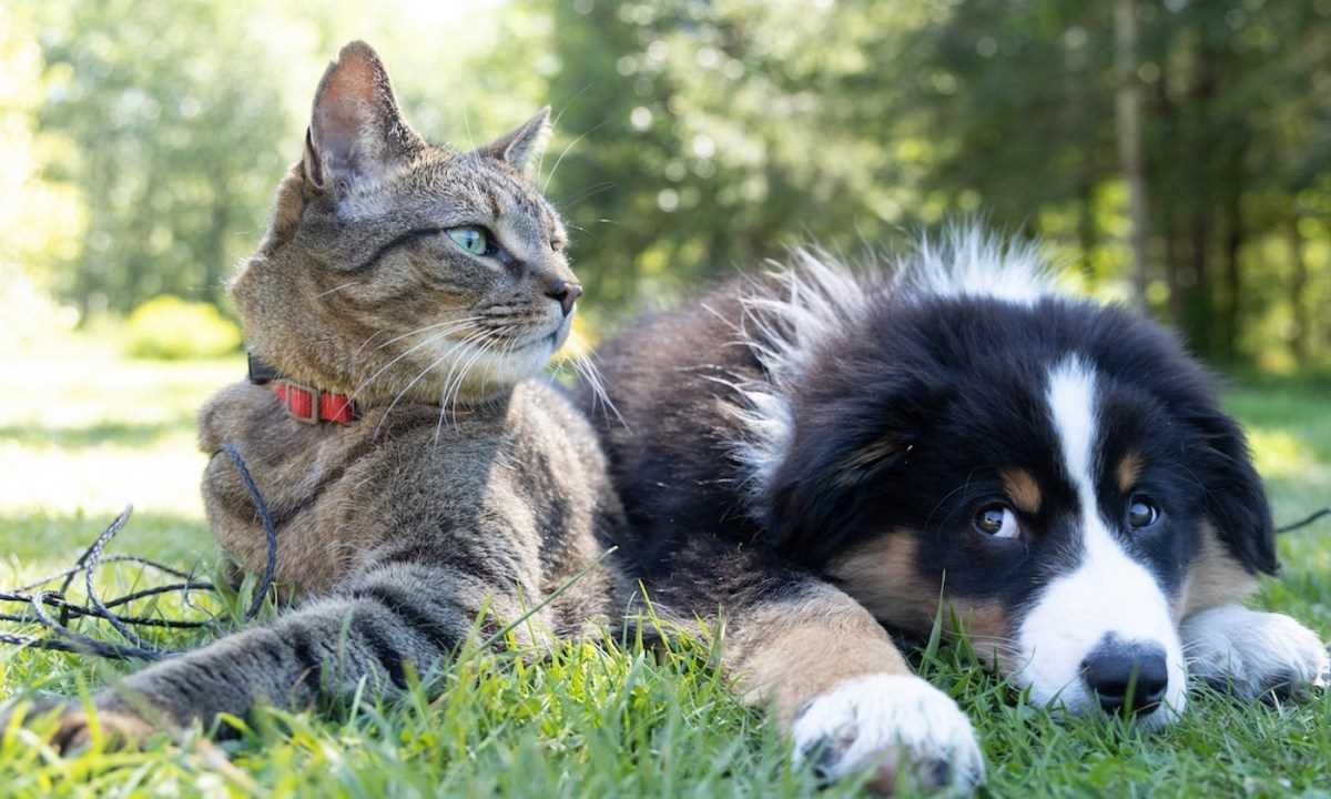 Common Myths About Pet Lifespans