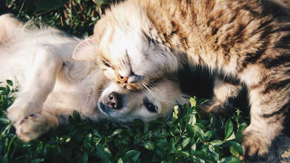 Longevity Comparison: Felines vs. Canines