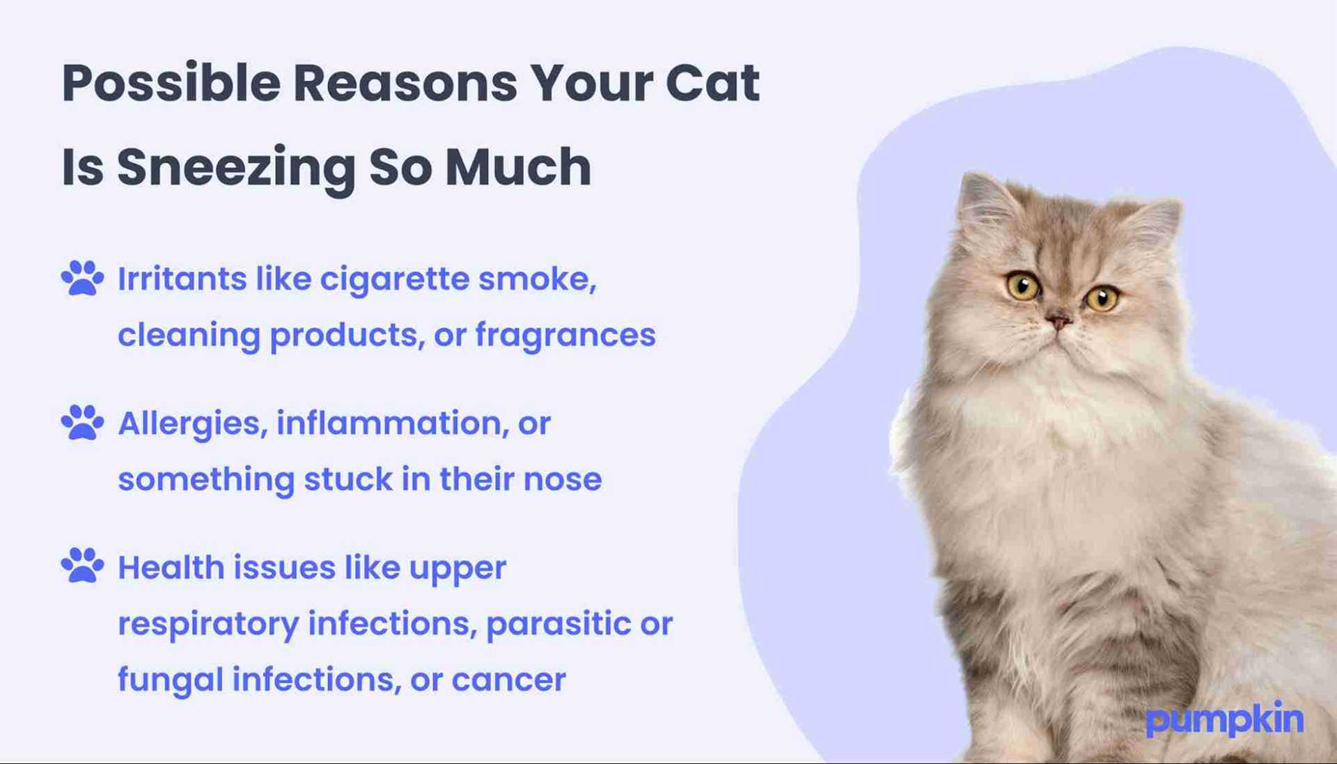 Tips for Managing Your Feline's Response to Sneezing