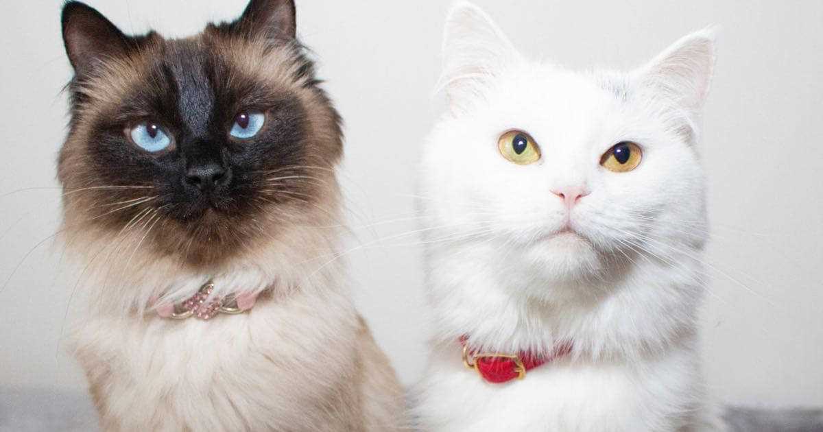 Understanding the Behavioral Reasons Behind Whisker Chewing