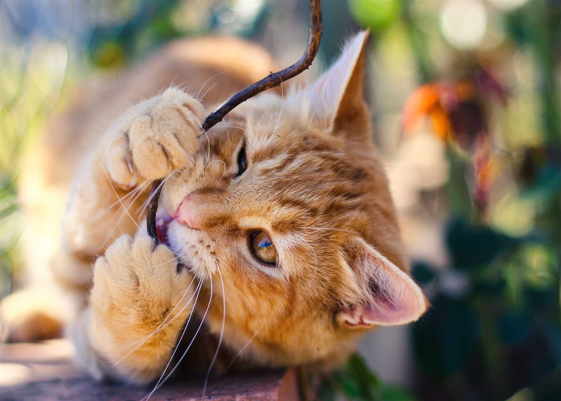 How to Manage and Redirect Your Cat's Chewing Habits