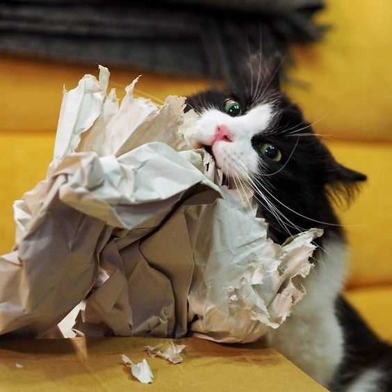 Curious Behavior Explained