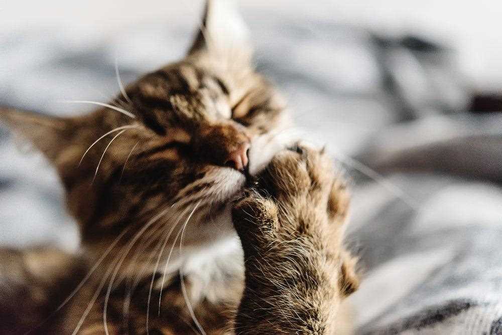 Identifying Health Issues Related to Excessive Claw Chewing