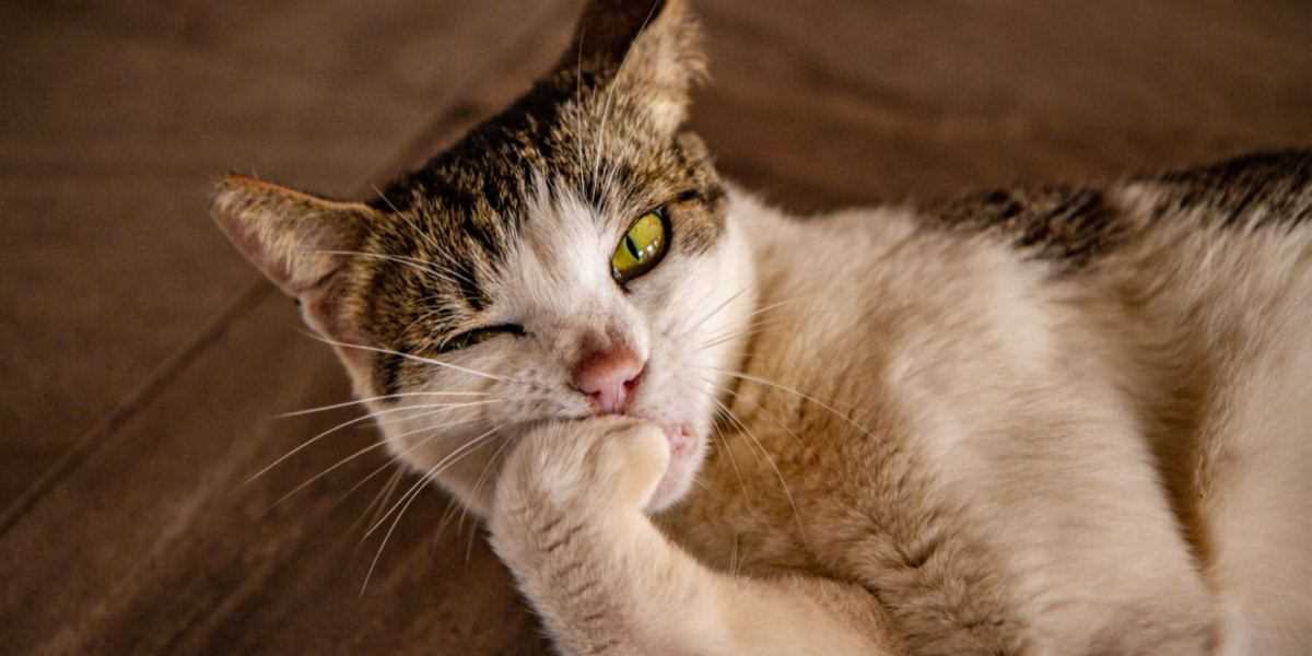 Tips for Managing and Redirecting Your Cat's Claw Chewing Behavior