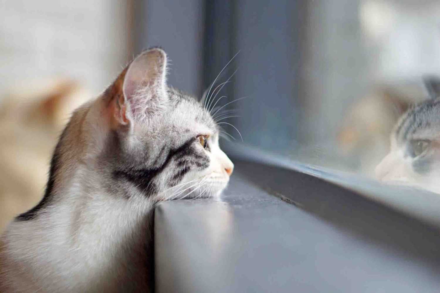 Comparing Chirping to Other Cat Vocalizations