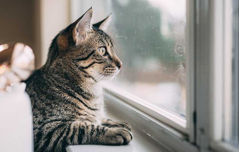 How to Interpret Your Feline's Body Language During Chattering