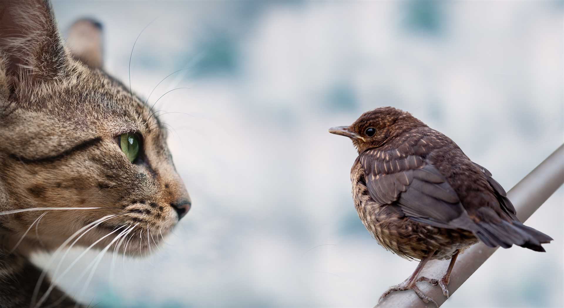 Communication with Others