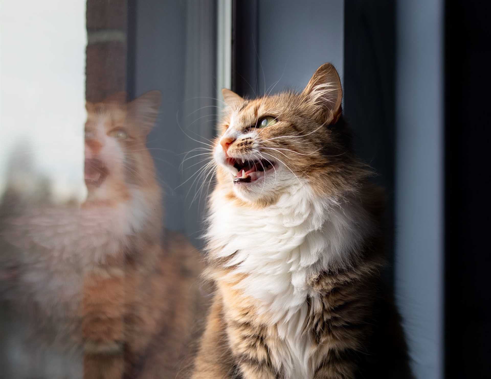 The Role of Hunting Instincts in Chittering Behavior