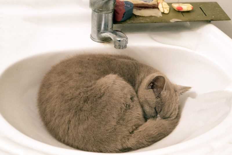 How Circling Behavior Relates to Feline Safety and Security